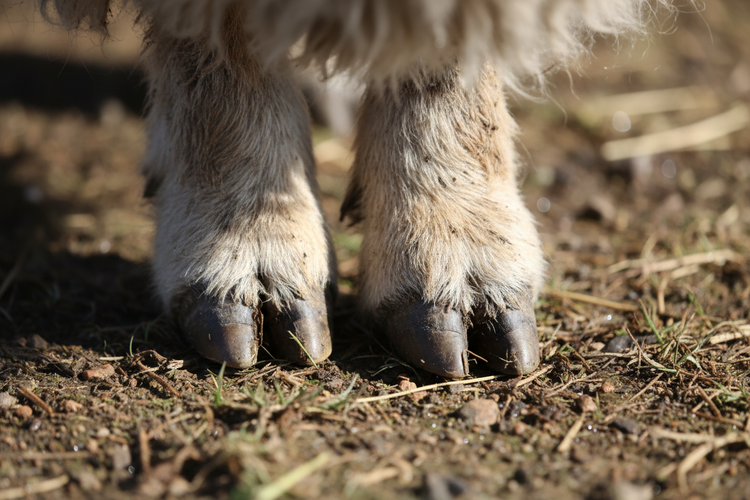 Hoof Care
