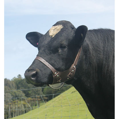Chin Ball Harness