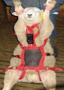 Matingmark No Mate Harness Attachment