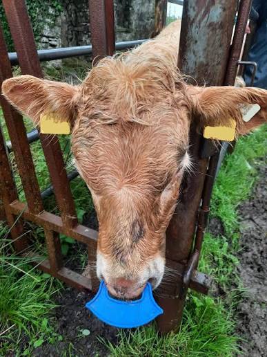 Easy Wean Nose Paddle